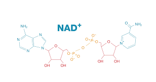NAD+ NMN
