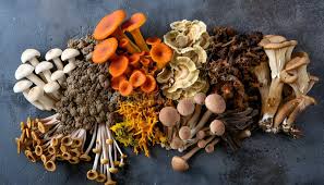 Lionsmane-chaga-reishi