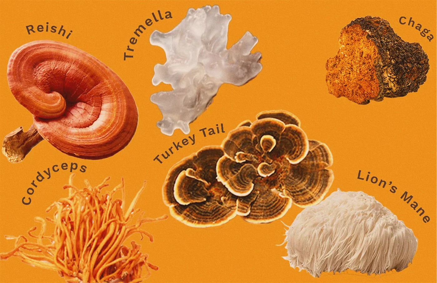 Mushroom Gummies – Chaga och Lion’s Mane i godisform