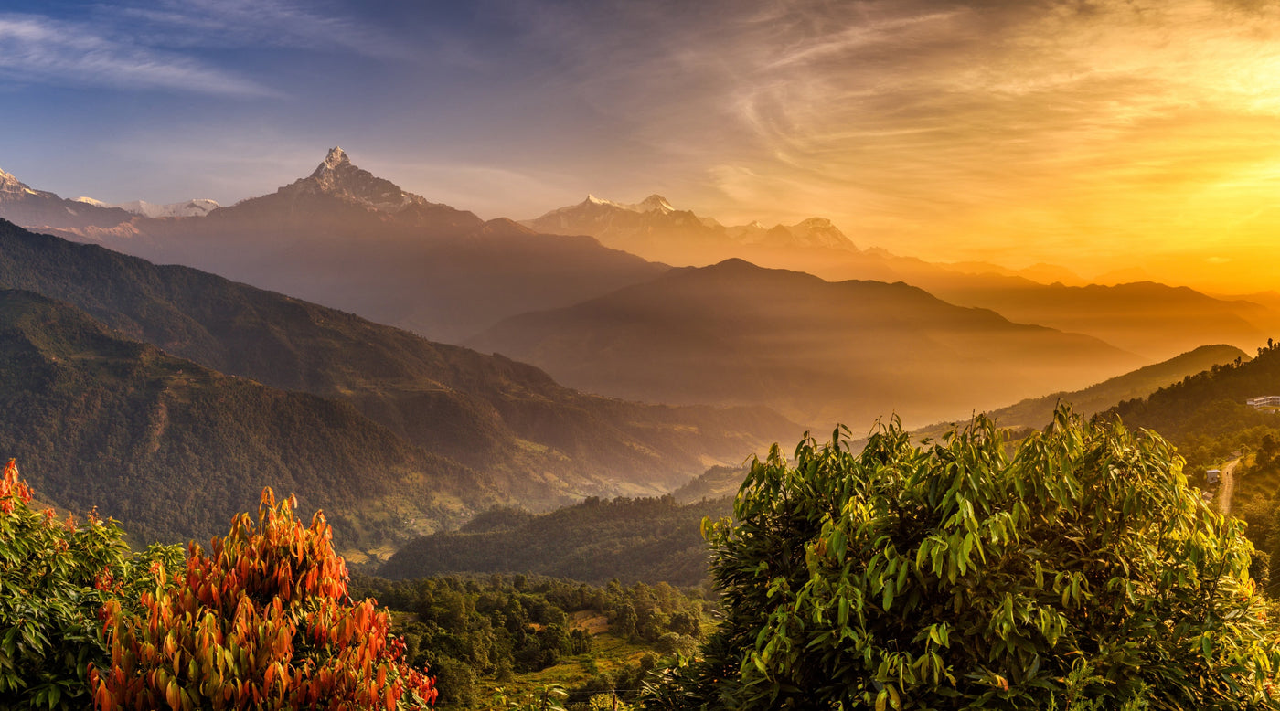 Shilajit Gummies – Himalayas hemlighet i godisform