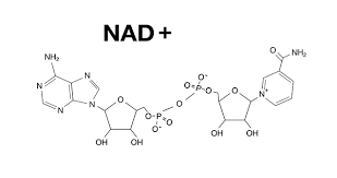 NMN, NAD+ och cellernas energimetabolism